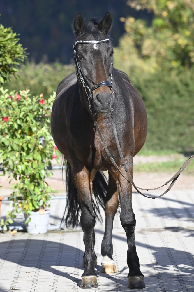 Rocky von Gestüt Sengelen GmbH